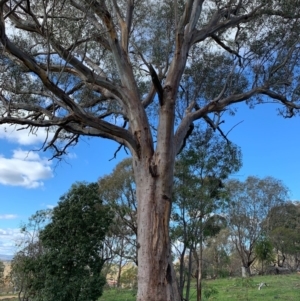 Eucalyptus rossii at Cook, ACT - 16 May 2020