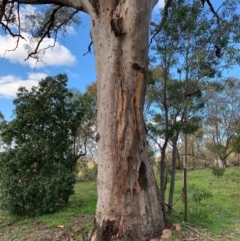 Eucalyptus rossii at Mount Painter - 16 May 2020