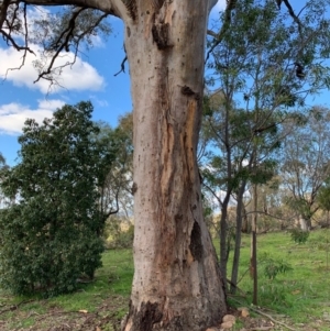 Eucalyptus rossii at Mount Painter - 16 May 2020 06:02 PM