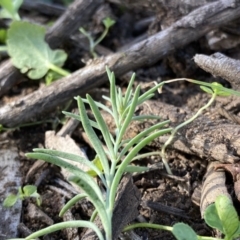 Linaria pelisseriana (Pelisser's Toadflax) at Red Hill to Yarralumla Creek - 17 May 2020 by KL