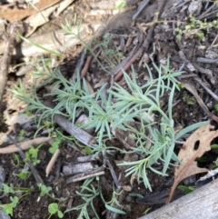 Linaria pelisseriana at Hughes, ACT - 17 May 2020