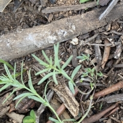 Linaria pelisseriana at Hughes, ACT - 17 May 2020 12:46 PM