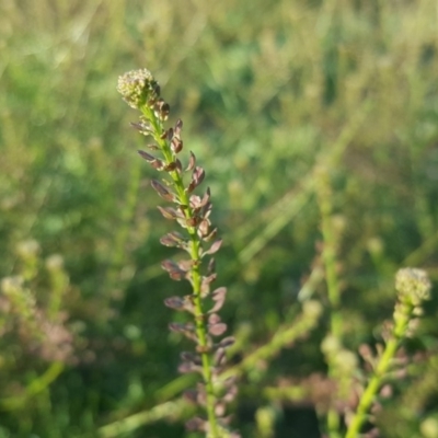Lepidium africanum (Common Peppercress) at Macarthur, ACT - 17 May 2020 by Mike