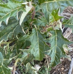 Solanum cinereum (Narrawa Burr) at Hughes Grassy Woodland - 12 May 2020 by KL