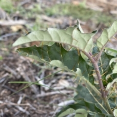 Solanum cinereum at Hughes, ACT - 12 May 2020