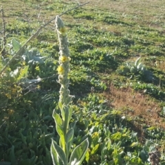 Verbascum thapsus subsp. thapsus (Great Mullein, Aaron's Rod) at Macarthur, ACT - 17 May 2020 by Mike
