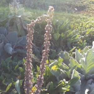 Verbascum thapsus subsp. thapsus at Macarthur, ACT - 17 May 2020