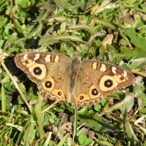 Junonia villida at Brindabella, NSW - 16 May 2020