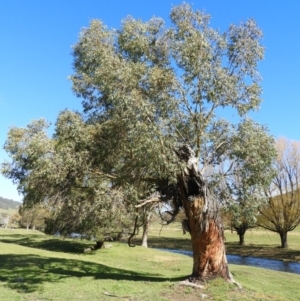 Eucalyptus stellulata at Brindabella, NSW - 16 May 2020