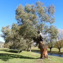 Eucalyptus stellulata (Black Sally) at Brindabella, NSW - 16 May 2020 by MatthewFrawley