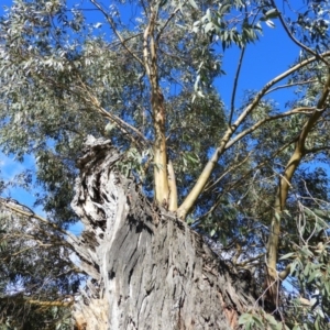 Eucalyptus stellulata at Brindabella, NSW - 16 May 2020