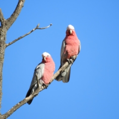 Eolophus roseicapilla (Galah) at Brindabella, NSW - 16 May 2020 by MatthewFrawley