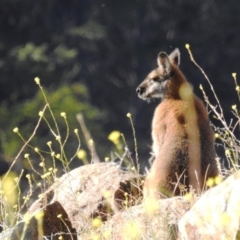 Notamacropus rufogriseus (Red-necked Wallaby) at Molonglo River Reserve - 17 May 2020 by HelenCross
