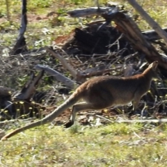 Notamacropus rufogriseus at Molonglo River Reserve - 17 May 2020