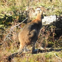 Notamacropus rufogriseus at Molonglo River Reserve - 17 May 2020