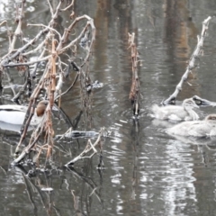 Chenonetta jubata (Australian Wood Duck) at Stromlo, ACT - 16 May 2020 by HelenCross