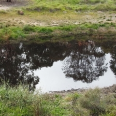 Chenonetta jubata at Stromlo, ACT - 16 May 2020