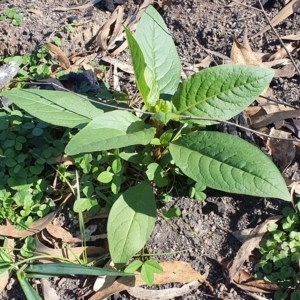 Phytolacca octandra at Wyndham, NSW - 16 May 2020 12:43 PM