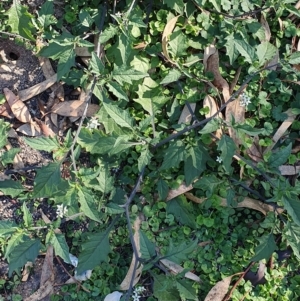 Solanum opacum at Wyndham, NSW - 16 May 2020