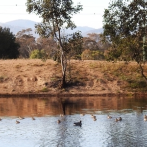 Chenonetta jubata at Kambah, ACT - 14 May 2020 09:39 AM