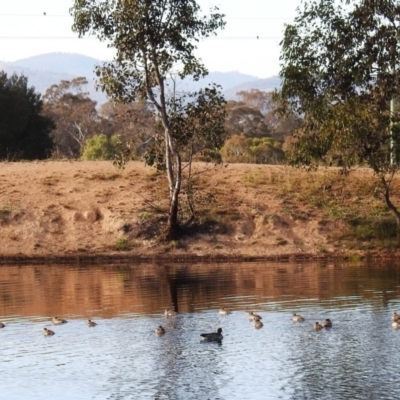 Chenonetta jubata (Australian Wood Duck) at Kambah, ACT - 14 May 2020 by HelenCross