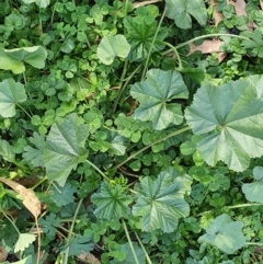 Malva parviflora (Little Mallow) at Wyndham, NSW - 12 May 2020 by JoyGeorgeson