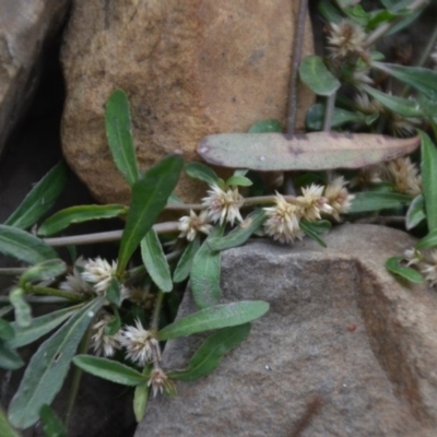 Alternanthera denticulata (Lesser Joyweed) at Wamboin, NSW - 20 Apr 2020 by natureguy