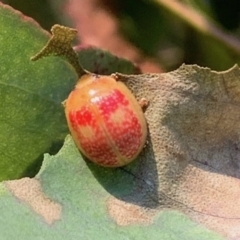 Paropsisterna fastidiosa (Eucalyptus leaf beetle) at Quaama, NSW - 17 May 2020 by FionaG