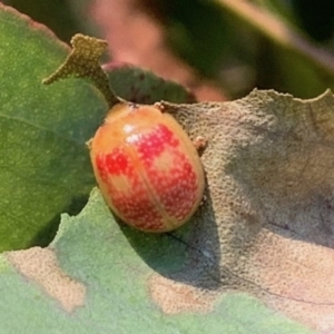 Paropsisterna fastidiosa at Quaama, NSW - 17 May 2020