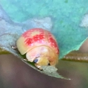 Paropsisterna fastidiosa at Quaama, NSW - 17 May 2020