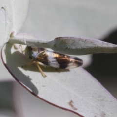 Rosopaella cuprea (A leafhopper) at Cook, ACT - 15 May 2020 by AlisonMilton