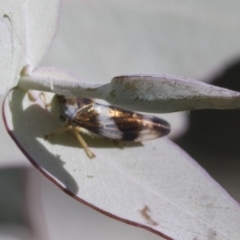 Rosopaella cuprea (A leafhopper) at Cook, ACT - 14 May 2020 by AlisonMilton