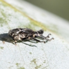 Rosopaella cuprea at Cook, ACT - 15 May 2020