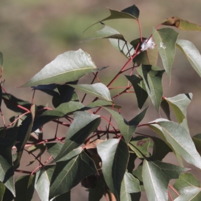 Brachychiton populneus subsp. populneus (Kurrajong) at Mount Painter - 14 May 2020 by AlisonMilton