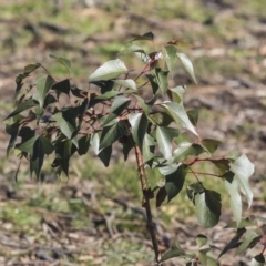 Brachychiton populneus subsp. populneus at Cook, ACT - 15 May 2020