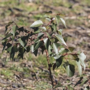 Brachychiton populneus subsp. populneus at Cook, ACT - 15 May 2020