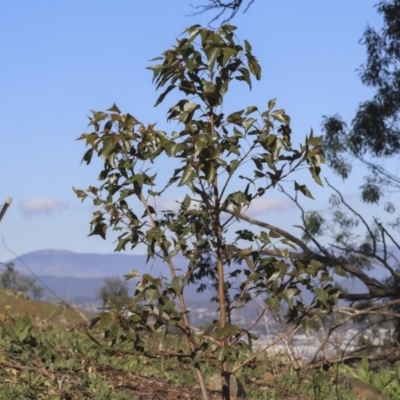 Brachychiton populneus subsp. populneus (Kurrajong) at Mount Painter - 15 May 2020 by AlisonMilton