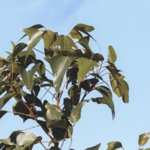 Brachychiton populneus subsp. populneus at Cook, ACT - 15 May 2020