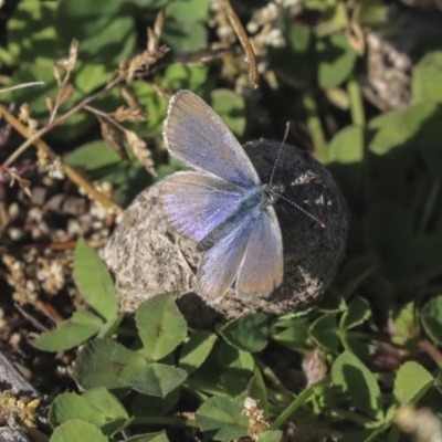 Zizina otis (Common Grass-Blue) at Cook, ACT - 15 May 2020 by AlisonMilton