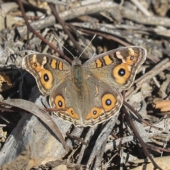 Junonia villida (Meadow Argus) at Cook, ACT - 15 May 2020 by AlisonMilton