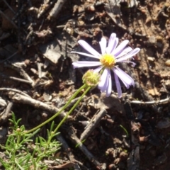Brachyscome rigidula (Hairy Cut-leaf Daisy) at Carwoola, NSW - 15 May 2020 by AndyRussell