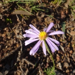 Brachyscome rigidula at Carwoola, NSW - 15 May 2020