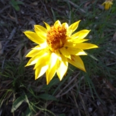 Xerochrysum viscosum (Sticky Everlasting) at Stony Creek Nature Reserve - 15 May 2020 by AndyRussell