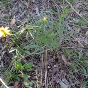 Xerochrysum viscosum at Carwoola, NSW - 15 May 2020