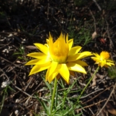 Xerochrysum viscosum at Carwoola, NSW - 15 May 2020