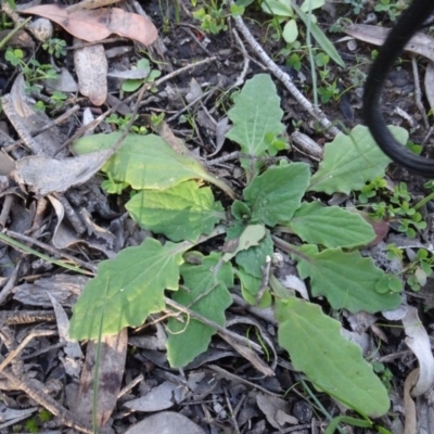 Cymbonotus sp. (preissianus or lawsonianus) (Bears Ears) at Stony Creek Nature Reserve - 15 May 2020 by AndyRussell