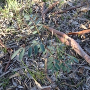 Indigofera australis subsp. australis at Carwoola, NSW - 15 May 2020