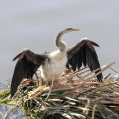 Anhinga novaehollandiae (Australasian Darter) at Belconnen, ACT - 15 May 2020 by AlisonMilton