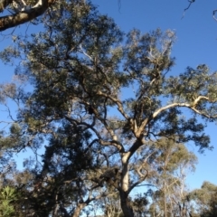 Eucalyptus polyanthemos subsp. polyanthemos (Red Box) at Carwoola, NSW - 15 May 2020 by AndyRussell