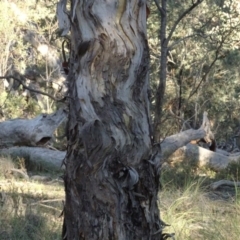 Eucalyptus polyanthemos subsp. polyanthemos at QPRC LGA - 15 May 2020